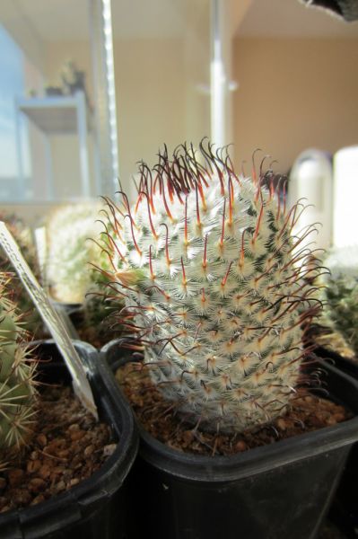 Файл:Mammillaria bombycina ssp. perezdelarosae.jpg
