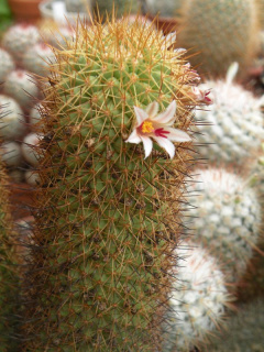 Mammillaria cerralboa 6.jpg
