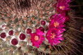 Mammillaria standleyi 9.jpg