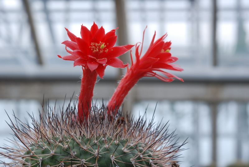 Файл:Matucana formosa.JPG