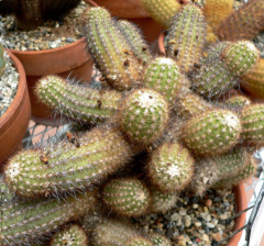 Mila caespitosa - wikipedia.jpg