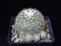 Pediocactus simpsonii RP 110