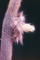 Pilosocereus densiareolatus brunneolanatus.jpg