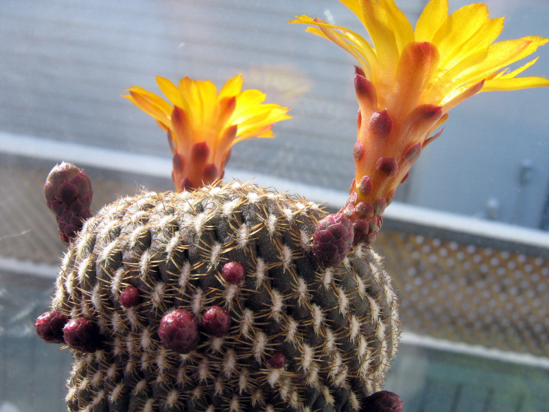 Файл:Rebutia arenacea 4.jpg