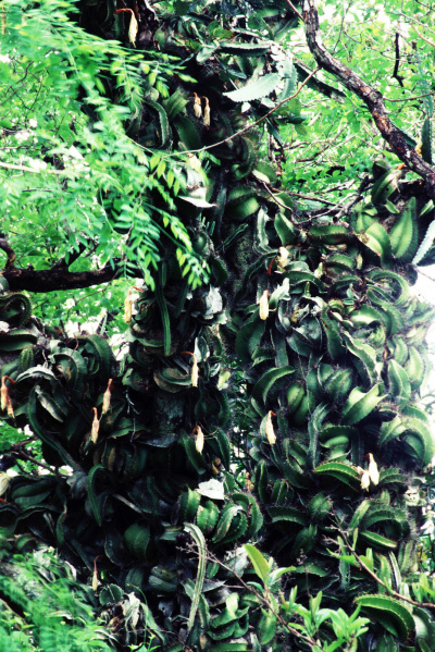 Файл:Strophocactus testudo 3h.jpg