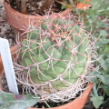 Thelocactus hexaedrophorus ssp. lloydii