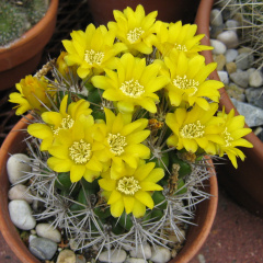 Weingartia neocumingii 28.JPG