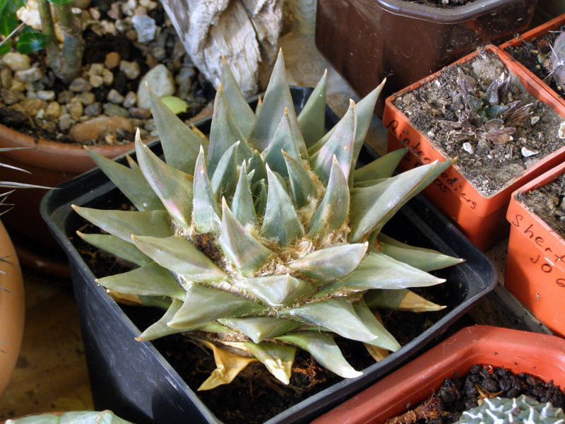 Файл:Ariocarpus trigonus.JPG