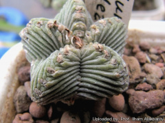 Aztekium valdezii 25829.jpg
