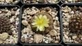 Copiapoa hypogaea ssp. hypogaea 5.jpg