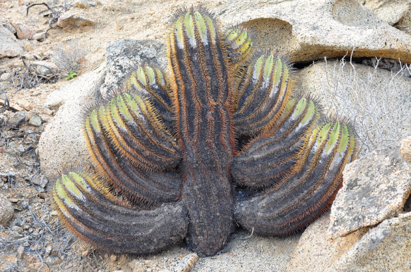 Файл:Copiapoa marginata 0961.jpg
