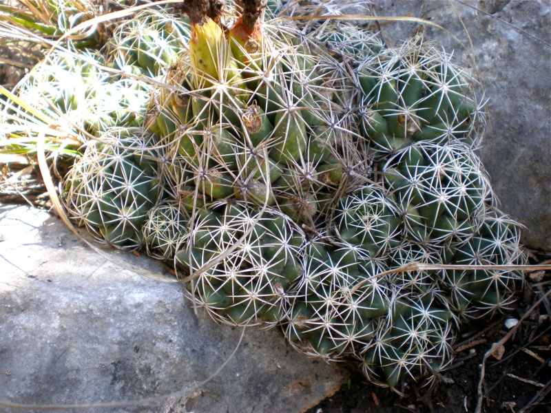 Файл:Coryphantha sulcata p24.jpg