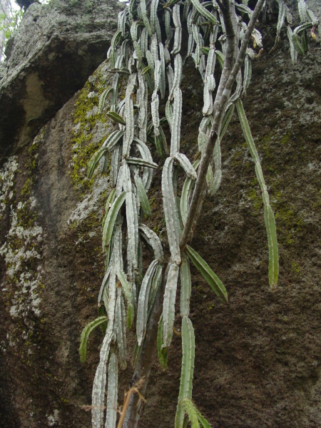 Файл:Deamia chontalensis 2.jpeg