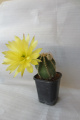 Echinocereus subinermis ssp. subinermis 4.jpg