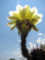 Echinopsis aurea ssp. aurea