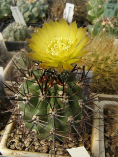 Eriosyce strausiana ssp. strausiana 21.jpg