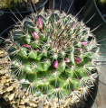 Mammillaria melanocentra ssp. rubrograndis 3677.jpeg