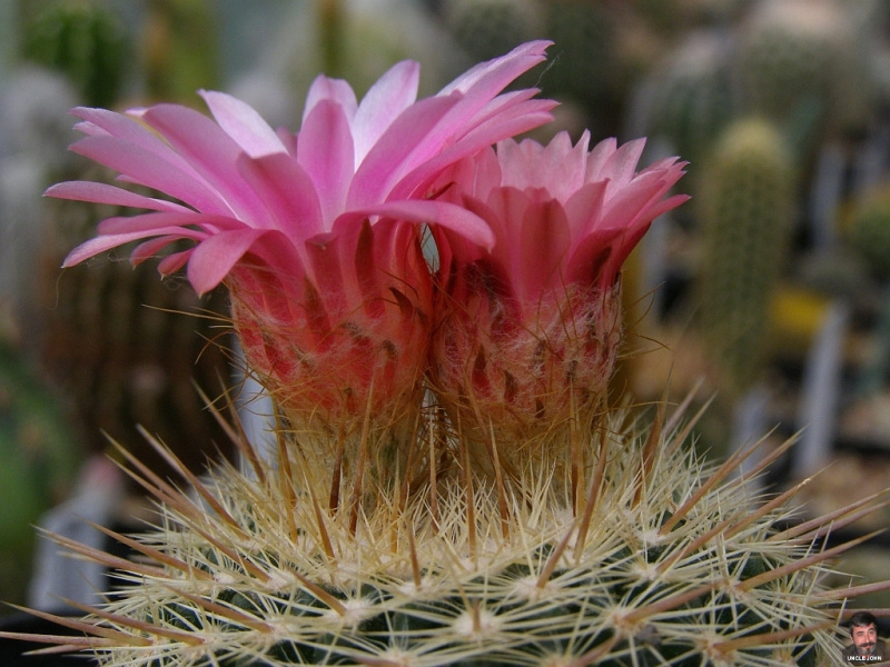 Файл:Parodia mueller-melchersii ssp. gutierrezii 4.jpg