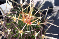 Stenocactus crispatus Exotica.jpg