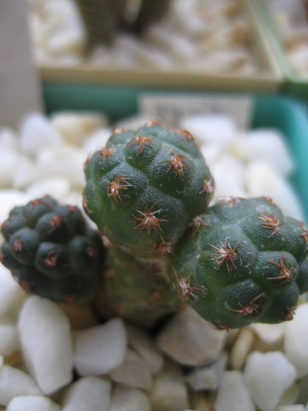 Файл:Tephrocactus bonniae.jpg