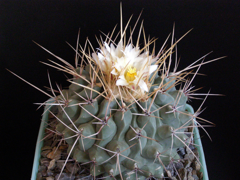 Файл:Thelocactus rinconensis var. nidulans.JPG