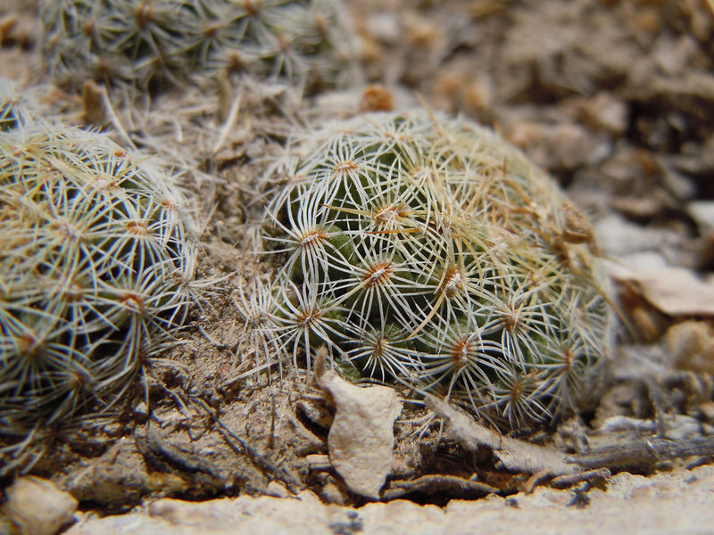Файл:Coryphantha ssp. recurvata h.jpg