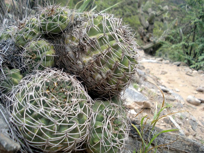 Файл:Gymnocalicium nigriareolatum 0.jpg