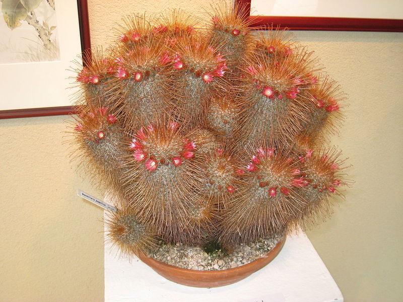 Файл:Mammillaria magnifica - Tower Hill Botanic Garden.JPG