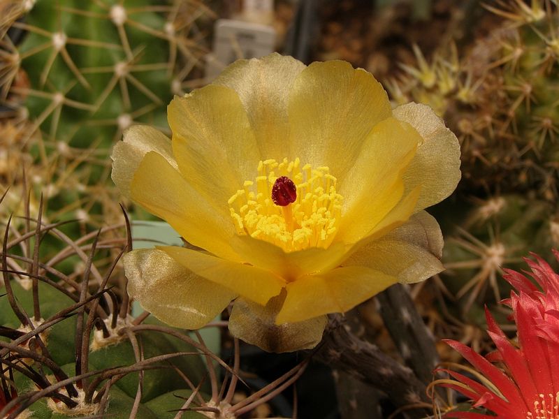 Файл:Pterocactus tuberosus.jpg
