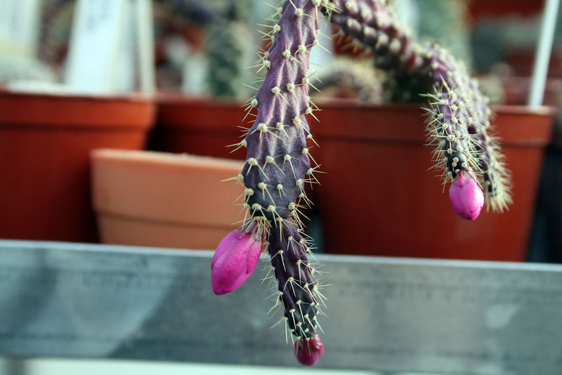 Файл:Schlumbergera opuntioides 2.jpg