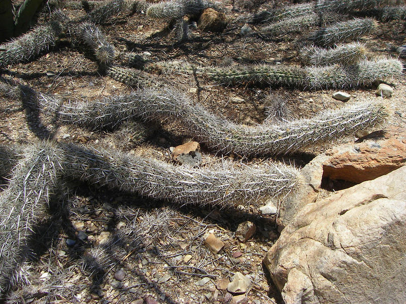 Файл:Stenocereus eruca 02.jpg