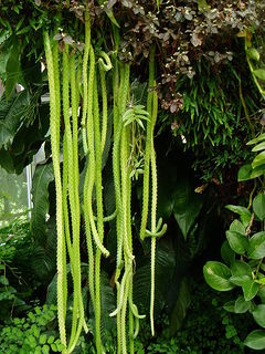 Disocactus flagelliformis - wikipedia.jpg