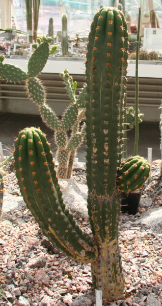 Файл:Echinopsis clavata 01 SSZ.jpg