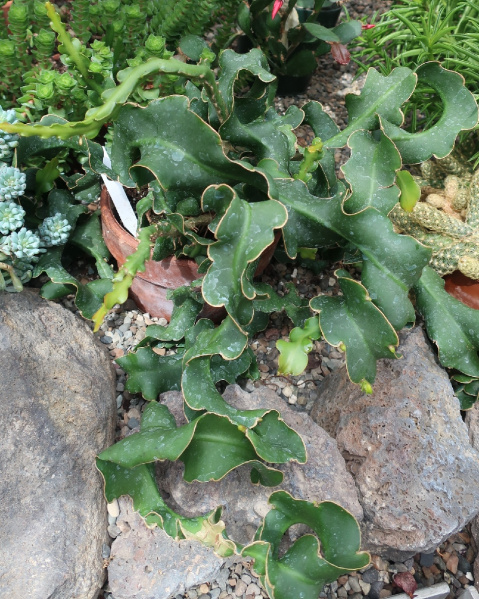 Файл:Epiphyllum hookeri ssp. guatemalense 0.JPG