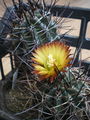 Eriosyce strausiana ssp. strausiana 3.jpg