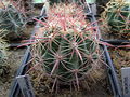 Ferocactus cylindraceus ssp. tortulispinus 4.JPG