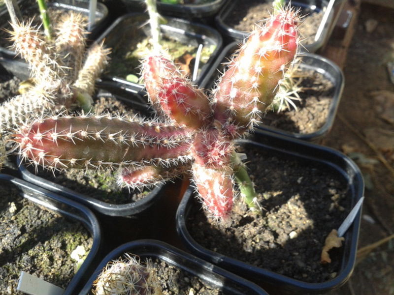 Файл:Austrocactus spiniflorus 1G.jpg