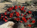 Echinocereus triglochidiatus ssp. triglochidiatus 1.jpg