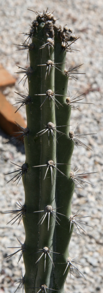 Файл:Cereus estevesii 1.jpg