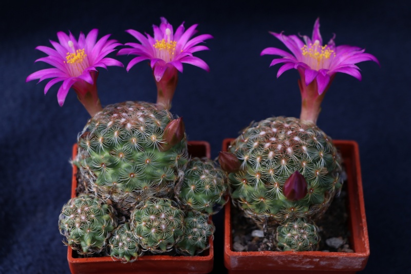 Файл:Mammillaria deherdtiana ssp. deherdtiana 3.jpg