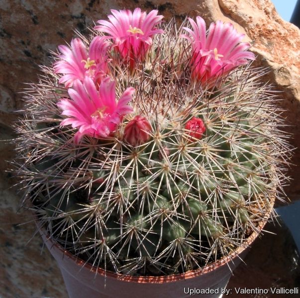Файл:Mammillaria grusonii 7328.jpg