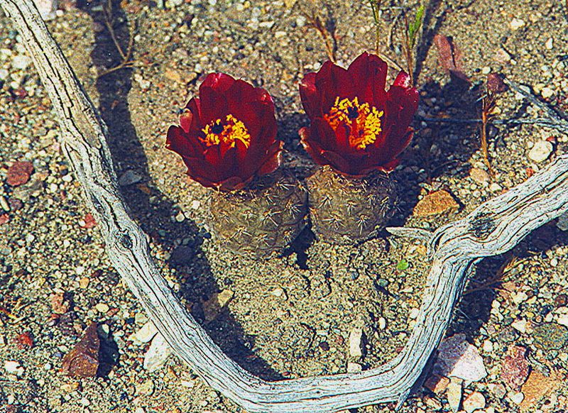 Файл:Pterocactus hickenii 2h.jpg