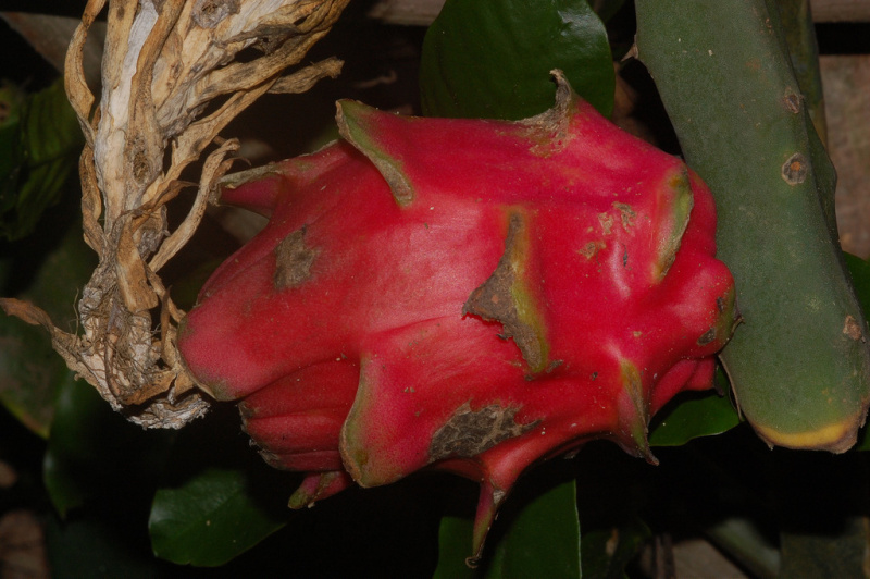 Файл:Hylocereus monacanthus 2.jpg