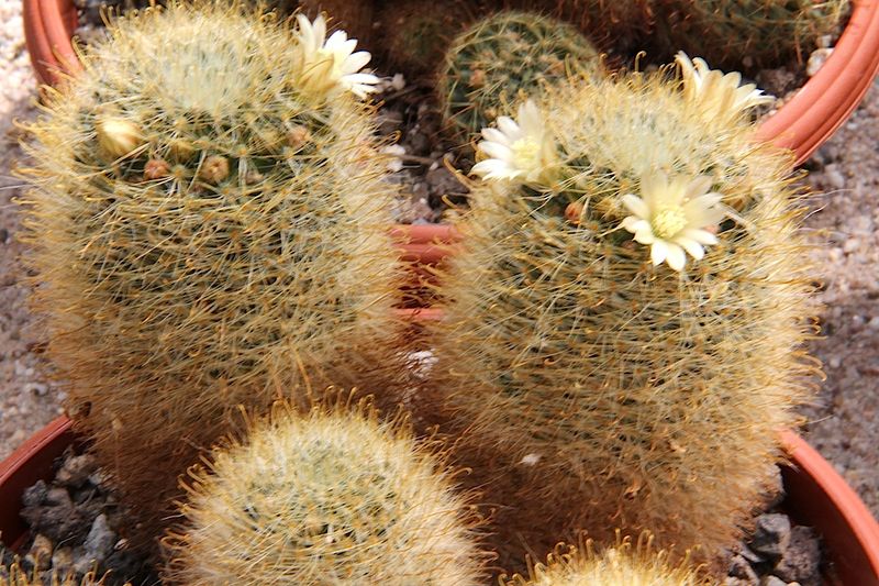 Файл:Mammillaria jaliscana ssp zacatecasensis pm.jpg