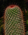 Mammillaria rekoi ssp. rekoi 3b.jpg