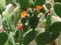 Opuntia quitensis 51.JPG