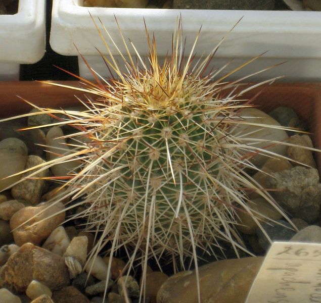 Файл:Echinocereus apachensis.jpg