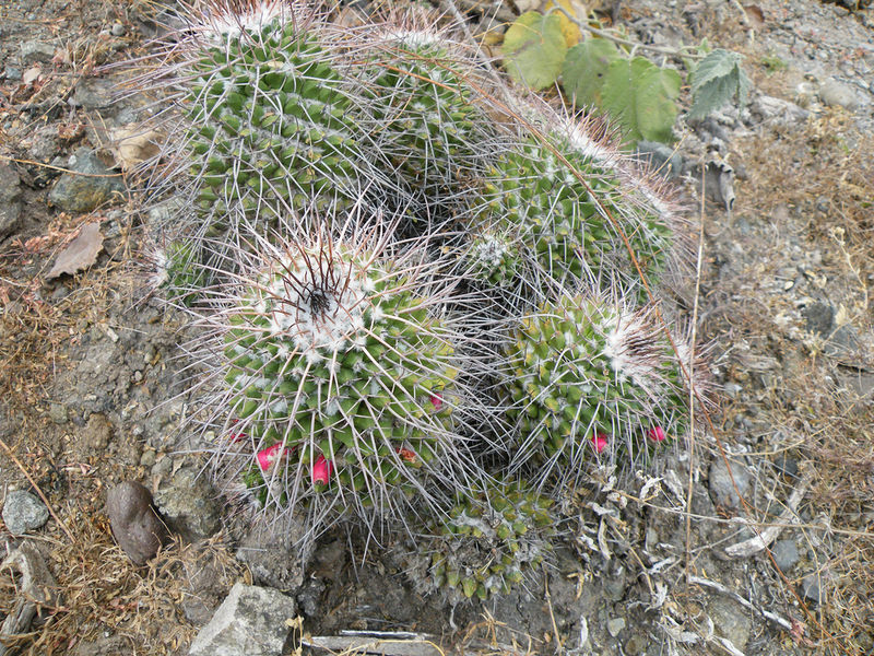 Файл:Mammillaria carnea 4h.jpg