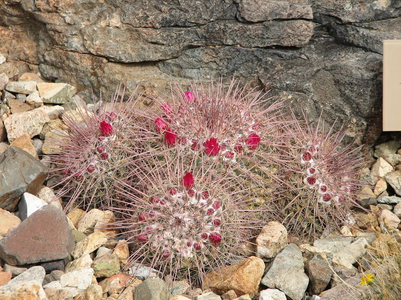 Файл:Mammillaria sonorensis 5.jpg