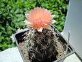 Coryphantha kracikii 3.jpg